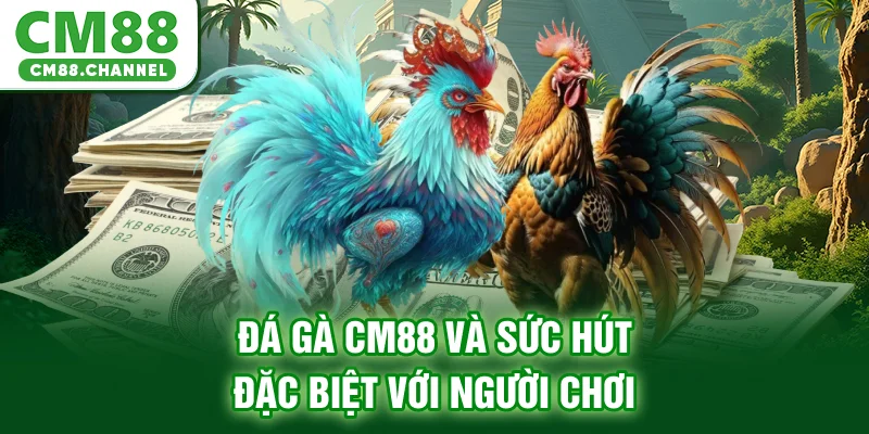 Đá gà CM88 và sức hút đặc biệt với người chơi