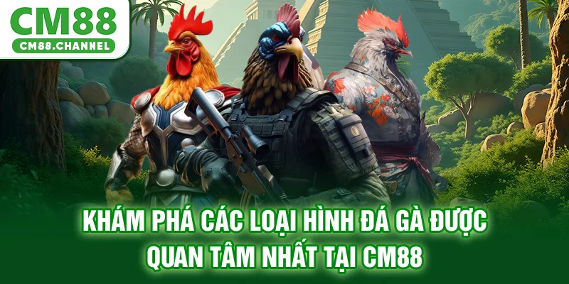 Khám phá các loại hình đá gà được quan tâm nhất tại CM88