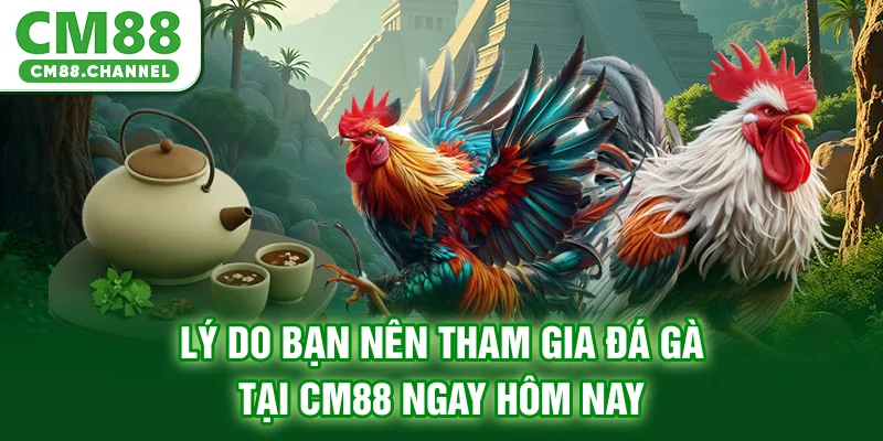 Lý do bạn nên tham gia cá cược đá gà CM88 ngay hôm nay